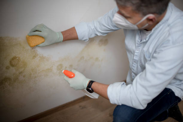 Office Mold Removal Services in Willow Grove, TX