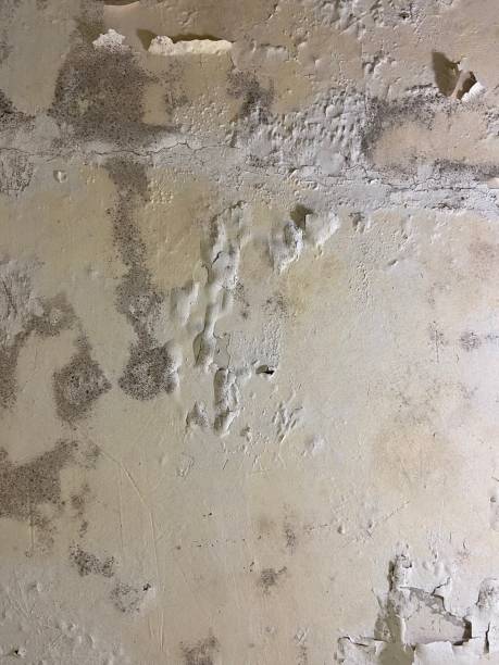 Best Crawl Space Mold Removal  in Willow Grove, TX